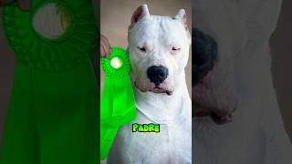 ¿CÓMO CRIAR UN DOGO DE EXCELENCIA? 🏆💎