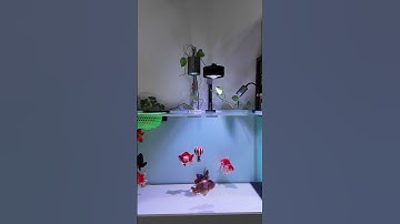 Đèn lon rọi A60 - Siêu phẩm đèn Lon giá rẻ