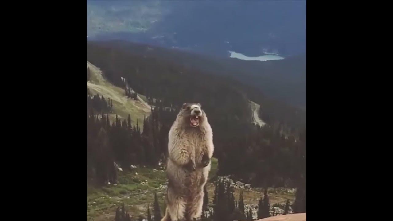Орущий сурок