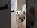 【しゃべる犬】3回ぐらい聞き直すと「おかーさん」って聞こえなくもない😆🙏🏻#チワワ #親バカ #空耳アワー