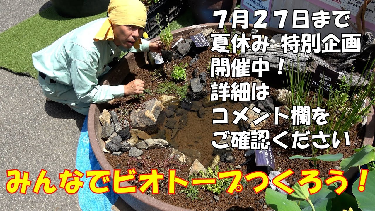ビオトープセット② Vintage biotope refurbishment: planting! and what happened