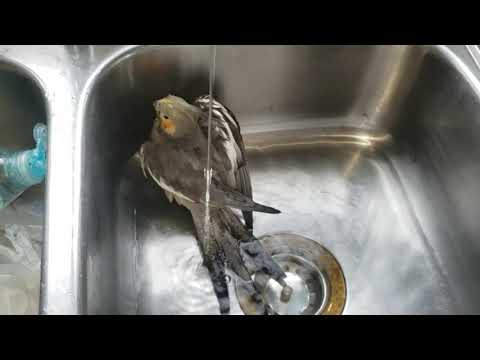 Cute Cockatiel Sink Bath!
