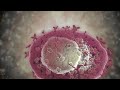 Mast Cells and Immune Response