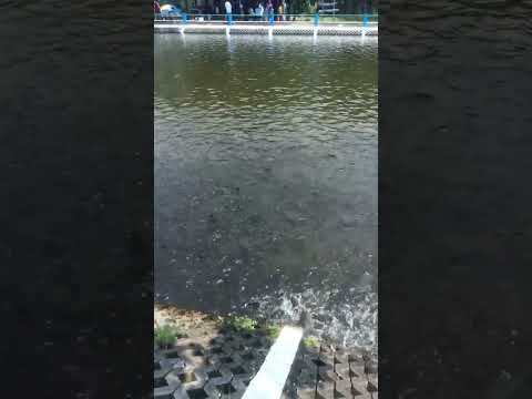 Ikan Bawal Telaga Potorono