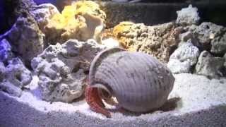 Gardaland Sea Life Aquarium - Invasione di Granchi - Novità 2015