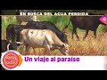 Toros para todos |Las vacas de Prieto de la Cal, en busca de un pequeño oasis en pleno verano