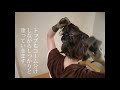 ヘナの塗り方｜ショートヘアー × Speedy Pack