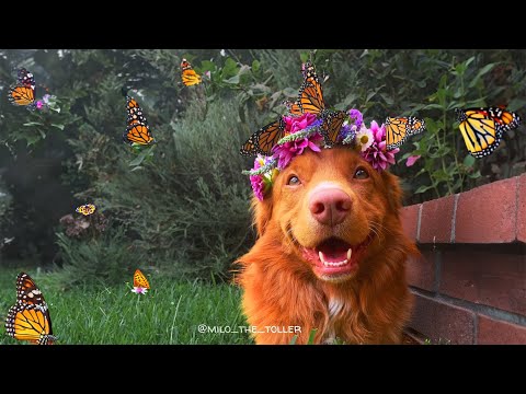 English Bulldog, Butterfly Flower - You Are My Sunshine, Dog Lover