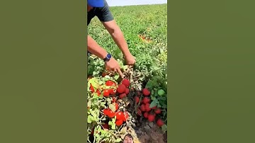 Cách  Trung Quốc thu hoạch cà chua Thấy trái không thấy lá