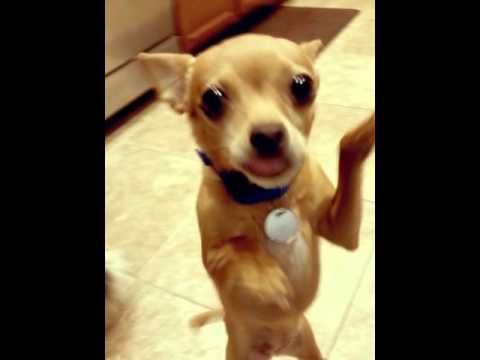 video phone beyonce mp3 Love Your Pets Too Northwest