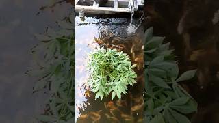 Natural food for tilapia in the dry season #naturalfood #shorts