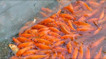 Thanh Hoá: Làng cá chép nhộn nhịp trước ngày ông Công ông Táo