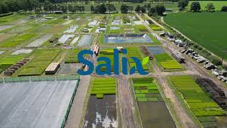 Salix Croxton Nursery