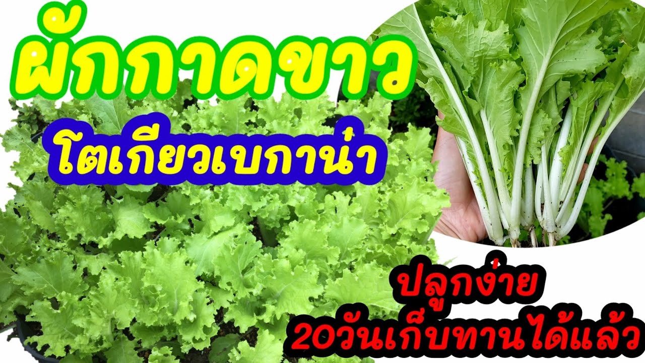 #ปลูกผักกินเอง #ผักกาดขาวโตเกียวเบกาน่า ผักกาดขาวโตเกียวเบกาน่าปลูกง่าย20วันเก็บทานได้แล้ว