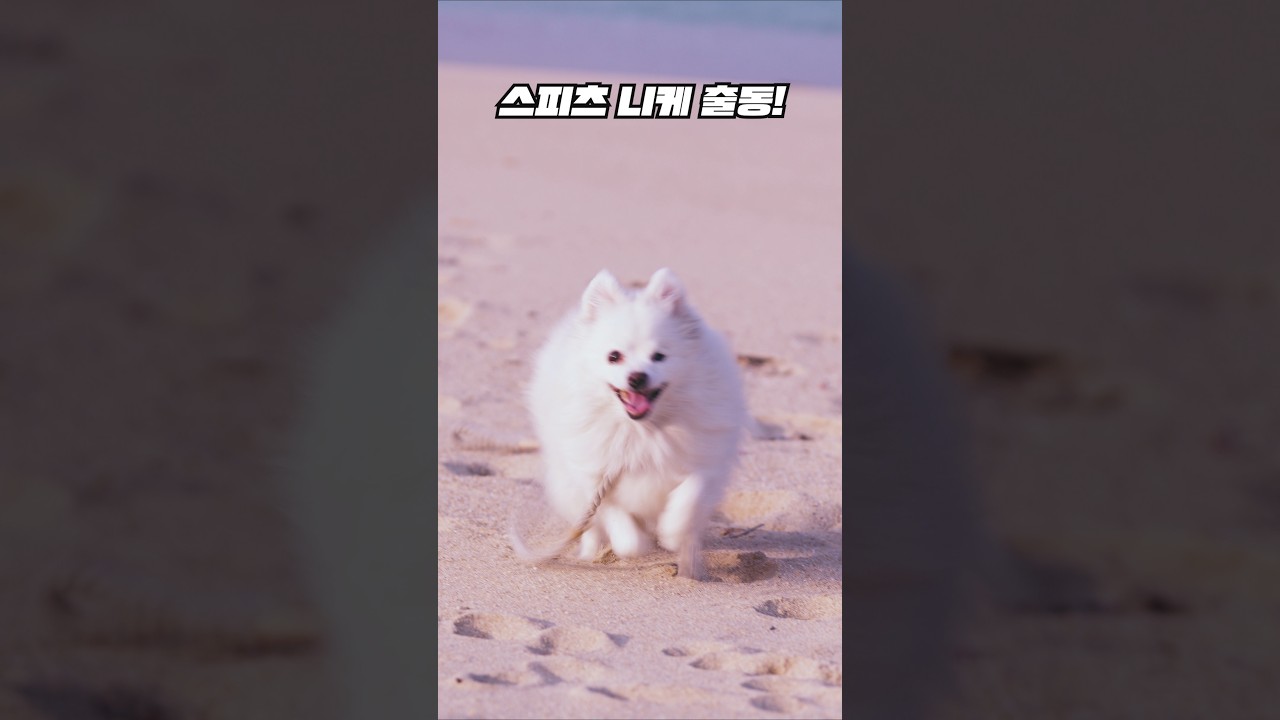 골든리트리버 말라뮤트 스피츠 총출동  🇰🇷 🐶 📷 SONY A7C2
