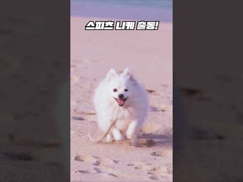 골든리트리버 말라뮤트 스피츠 총출동  🇰🇷 🐶 📷 SONY A7C2