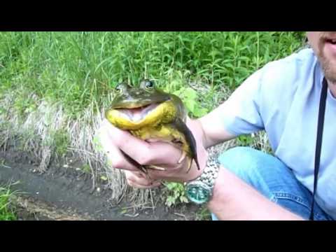 screaming-frogs-try-no-to-laugh