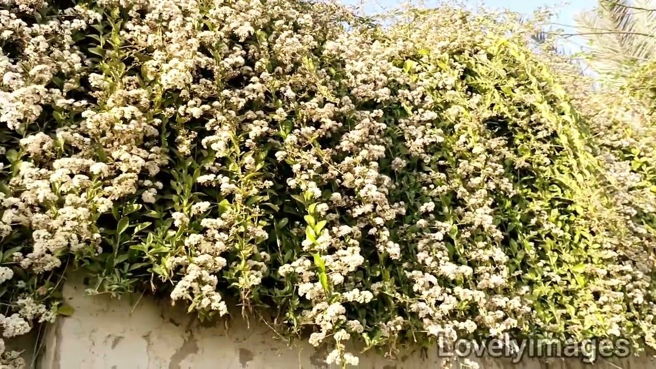 beautiful Scene ☀️🌄|| nature beauty||lovelyimages||