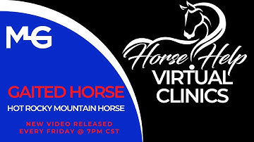 Hot Rocky Mountain Horse | The Horse Guru - Michael Gascon