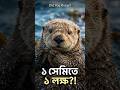 Did You Know? সি অটার কি সত্যিই ‘ফার মনস্টার’? 🦦🤯