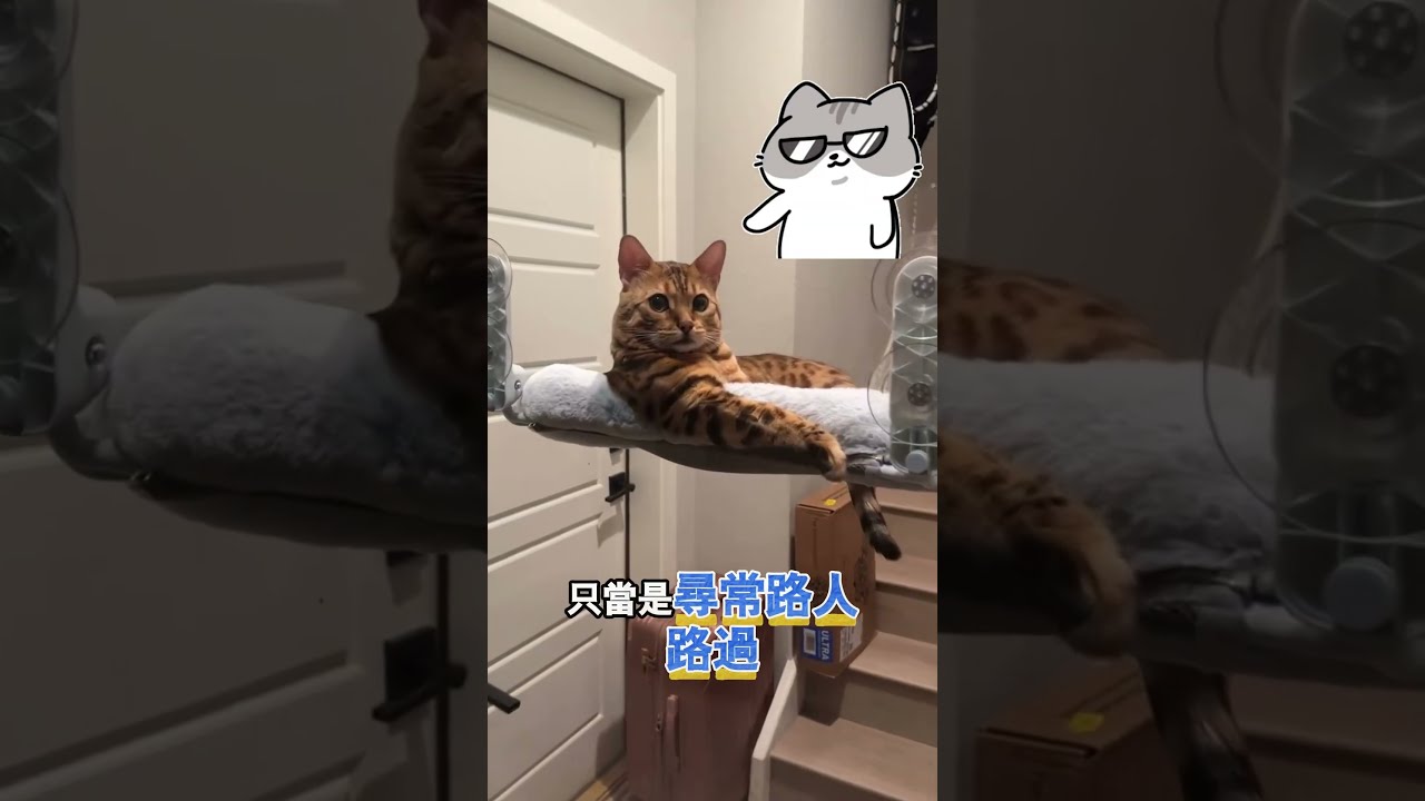 貓咪靠主人傻乎乎的外表認出了他