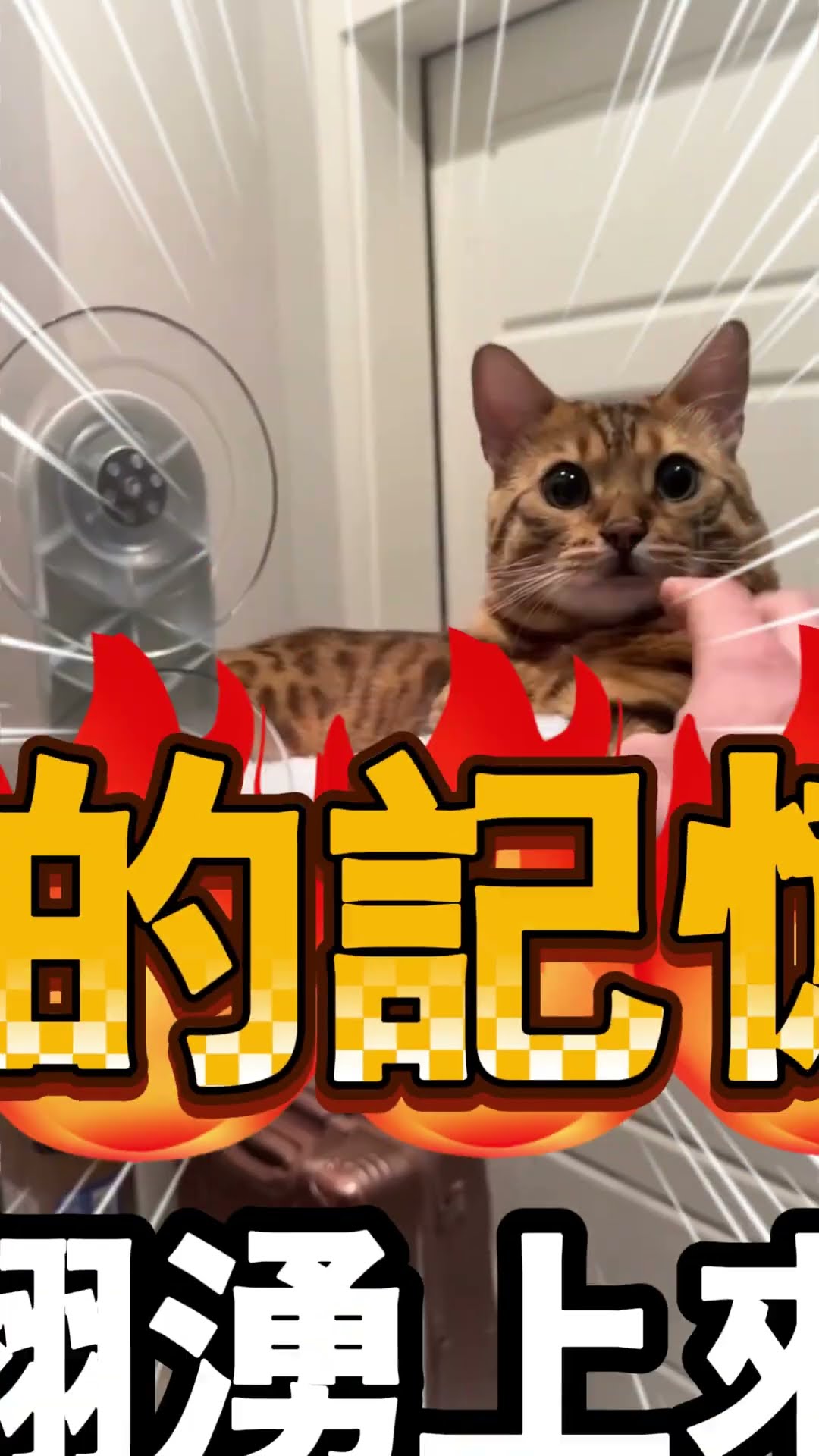 貓咪靠主人傻乎乎的外表認出了他