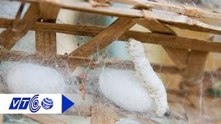 Bà chủ huấn luyện “cô tằm” thành thợ dệt | VTC