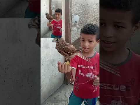 عاشق الصقور Birds الصيد