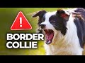 Education border collie  vous adorez  ce chien  attention 