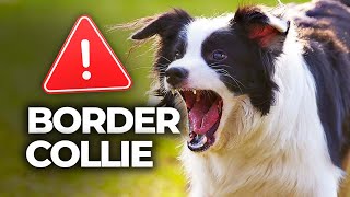 Education Border Collie : vous adorez  ce chien ? Attention !