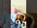 Heartwarming Connections:Dogs and Babies Share Love ❤️ #shorts #pet #dog #cute #baby