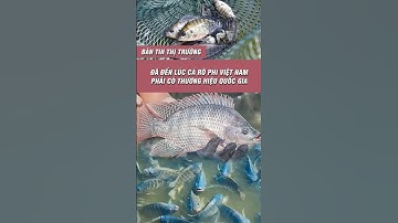 Đã đến lúc, cá rô phi Việt Nam phải có thương hiệu quốc gia | Tôm Giống Gia Hóa Bình Minh