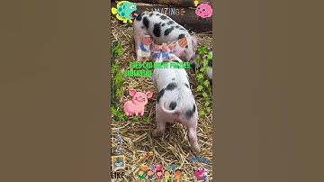 The Intelligent Pig Smartest Animals on the Farm 🐖🧠 #educationalvideo #pig #edutainment #farm