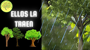 ¿Puede un árbol llover agua?