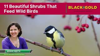 Beautiful Berried Shrubs That Feed Birds in Fall and Winter