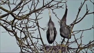 Great Blue Herons Courting, Nesting, and Mating: HD Live Close-Ups!