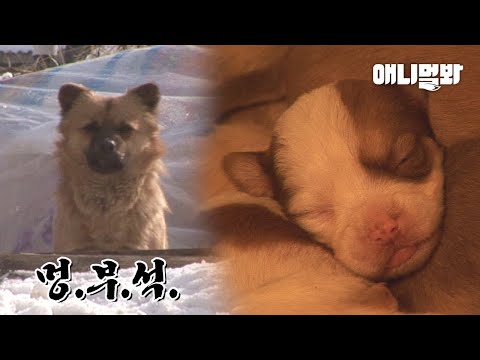 집 있는 강아지 몽실이가 스스로 망부석 개가 된 사연 ㅣThe Story Of A <strong>Dog</strong> Who Has <strong>Home</strong> Voluntarily Became Homeless