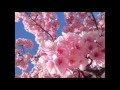 sakura medley