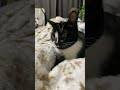 My cat