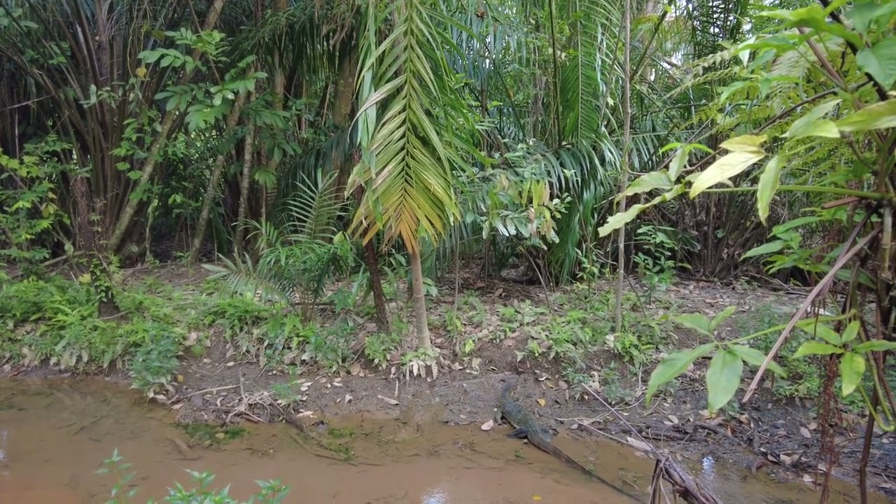 Malayan Water Monitor (Varanus Salvator)