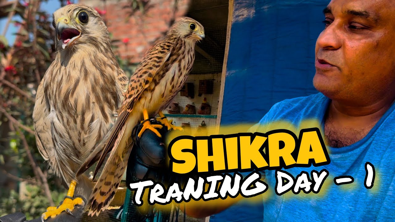 Shikra Bird Training Day 1 | How To Tame Shikra Bird The Falcon