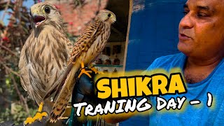 Shikra Bird Training Day 1 How To Tame Shikra Bird The Falcon