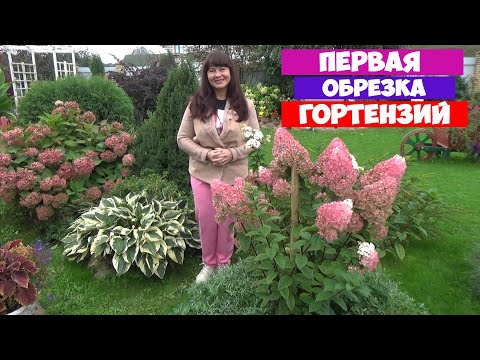 Video: Opuntia өстүрүүнүн 3 жолу