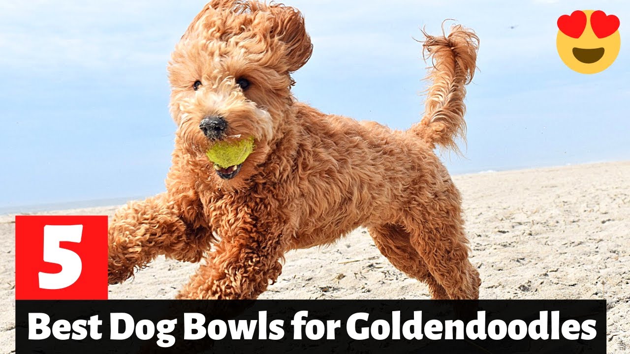 5 Best Dog Toys for Goldendoodles and Labradoodles