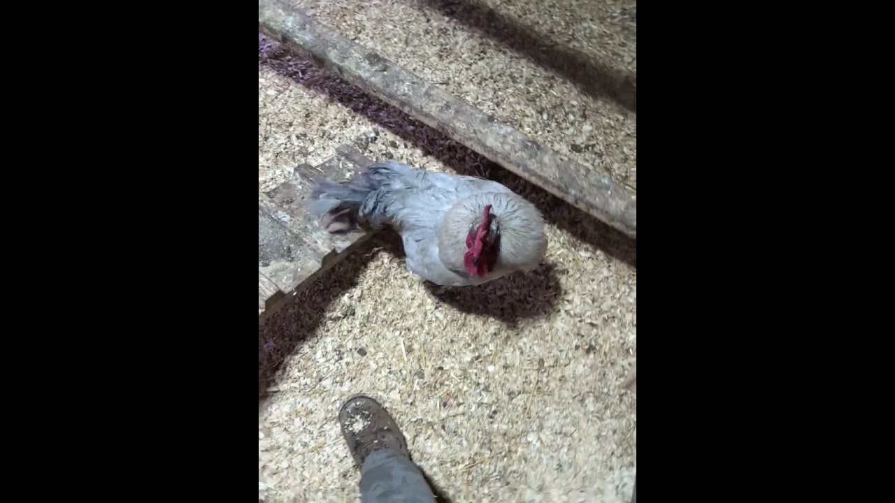 JM vs Peewee round 3