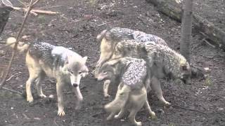 雨のオオカミ舎にて~Wolf Pack in the rain