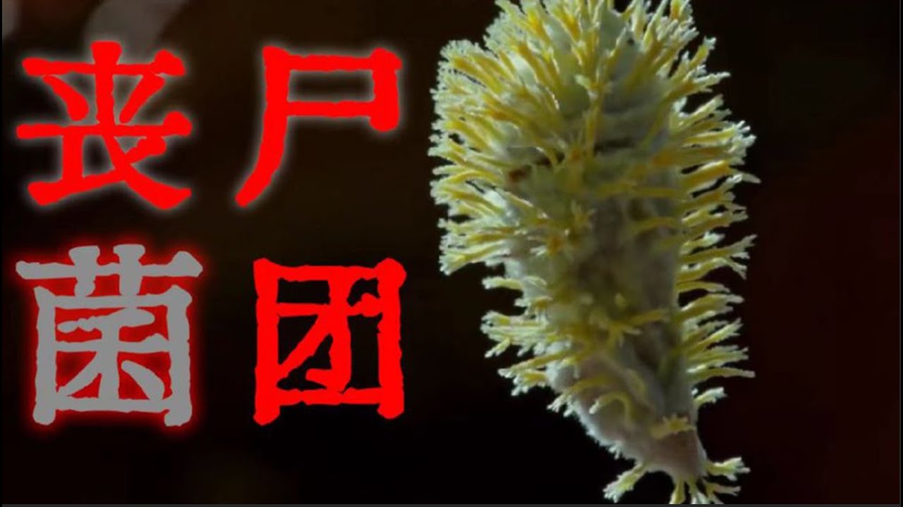 真菌为何把蚂蚁变成丧尸？