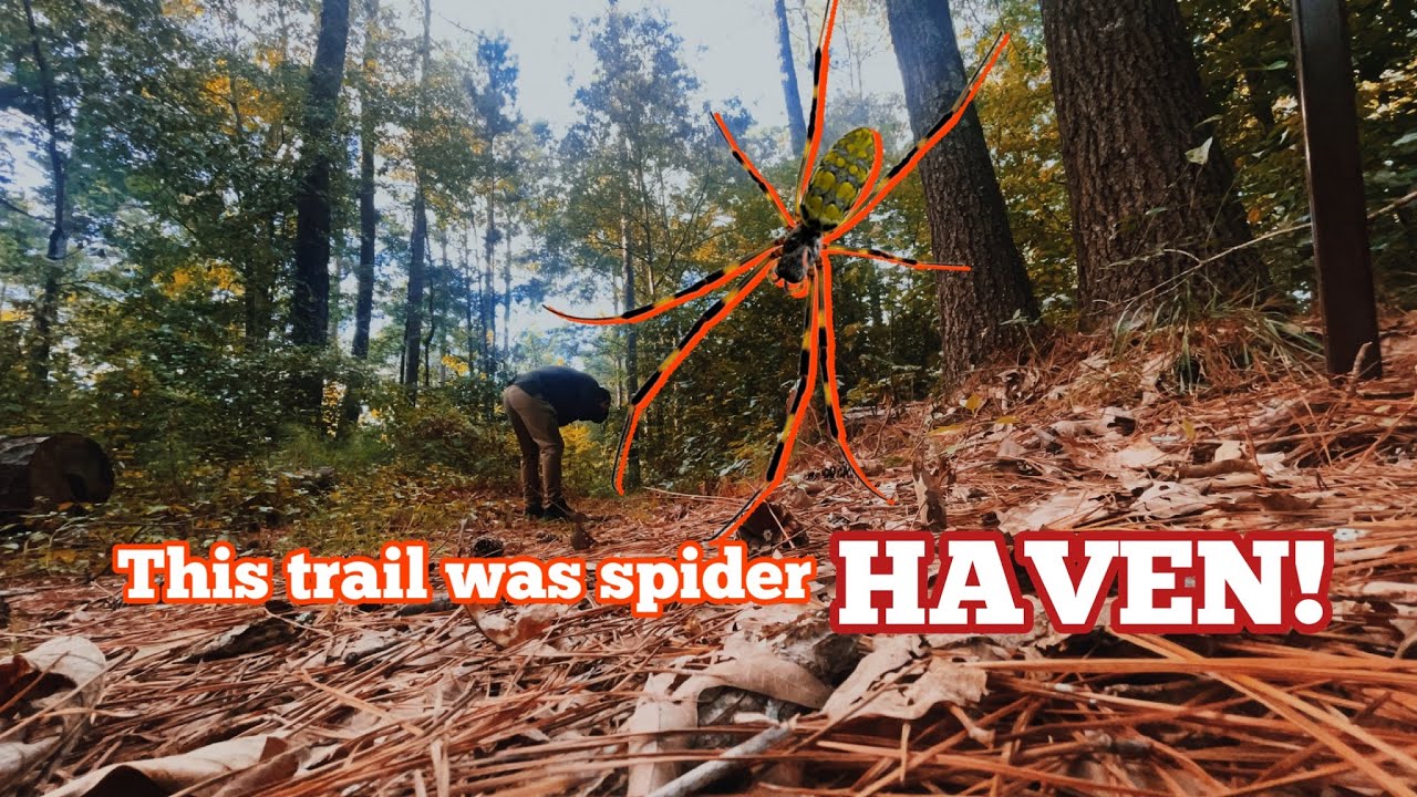 This trail was like no other! Francis Marion and Sumter National Forest