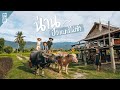 น่าน โฮมสเตย์​ทุ่งนา​ เลี้ยงควาย​ "ได้ดิบได้ดี​" เที่ยวปัวแบบไม่ซ้ำใคร​ | VLOG​ |Gowentgo