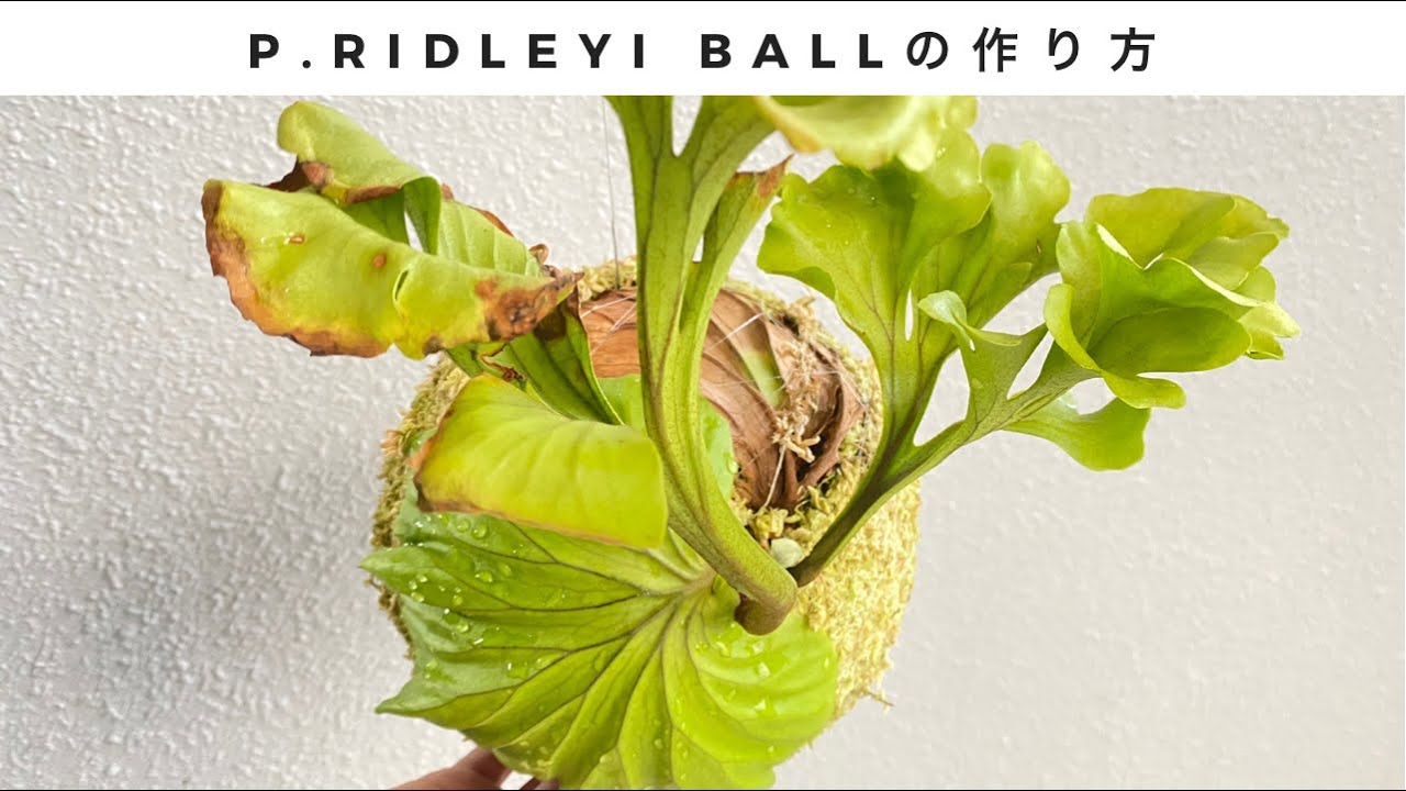 ビカクシダ　リドレイボールの作り方を丁寧に説明してます🍀